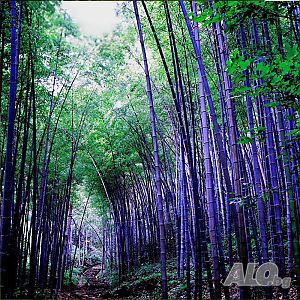 100 броя бамбукови семена от Декоративен бамбук Moso Bamboo лилав зелен цветен черен МОСО БАМБО нов