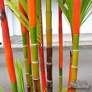 image_12