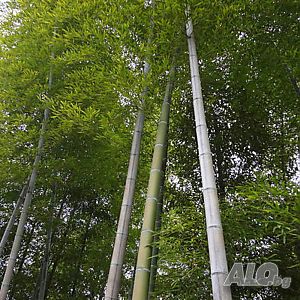 image_13