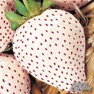 100 бр. бели ягодови семена от ягода вкусни ягоди отлични плодове с много витамини без ГМО от САЩ