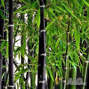 100 бр бамбукови семена от черен бамбук Black Bamboo растение декорация за двора и градината