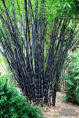 100 бр бамбукови семена градински растения Черен цвят бамбук Moso-Bamboo декорация на градината дома