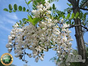 image_11
