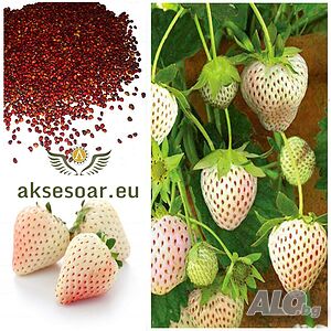 100 семена от плод бяла ягода органични плодови бели ягодови семена от вкусни ягоди отлични плодове