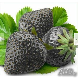 50 ягодови семена от плод черна ягода черни ягоди органични плодови вкусни ягоди отлични плодове
