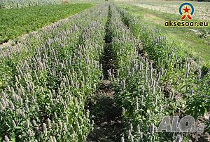 image_14