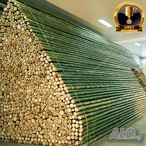 100 Семена от бамбук Moso-Bamboo красиво растение за декорация на вашата градина мосо бамбо материал