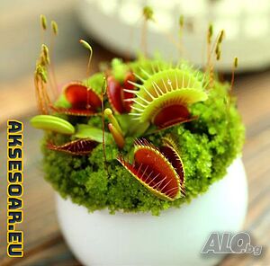 100 семена Венерина мухоловка Dionaea muscipula Мухоловка Бонсай месоядно растение яде насекоми