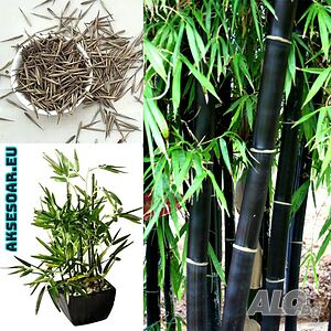 100 бр. бамбукови семена - Phyllostachys nigra - Издръжлив рядък вид вечнозелен черен хубав бамбук