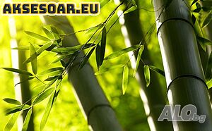 100 бр. висококачествени семена от черен бамбук Phyllostachys nigra Hardy Rare редки бамбукови семки