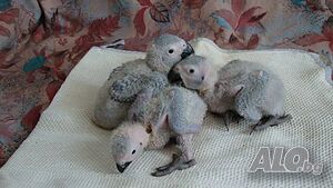 image_6