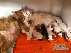 Ангорско Коте + Доставка