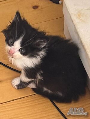 Сладки Домашни Котенца + Доставка 50 евро.