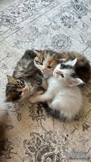 Сладки Домашни Котенца + Доставка 50 евро.