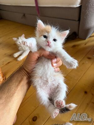 Ангорски Домашни Котенца + Доставка 50 евро