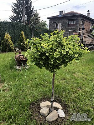 image_10