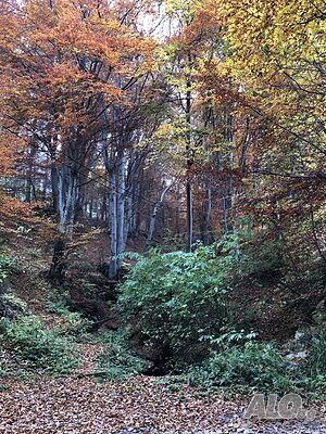 image_19