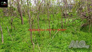 image_6