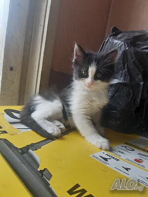 Подарявам котенца
