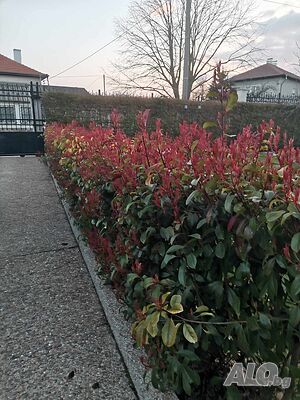 image_12