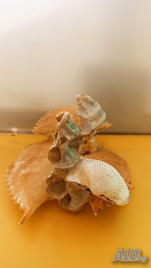 image_7