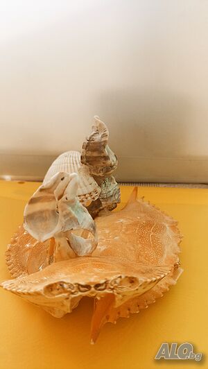 image_9