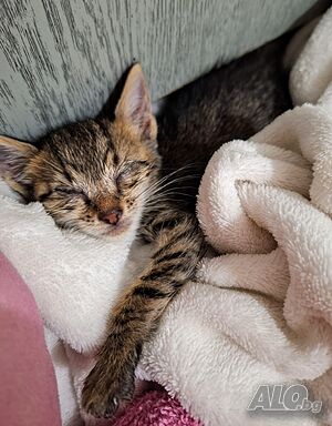 Котенце на около месец