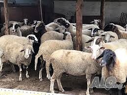 продавам овце