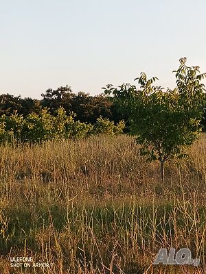 Орехова градина 9г