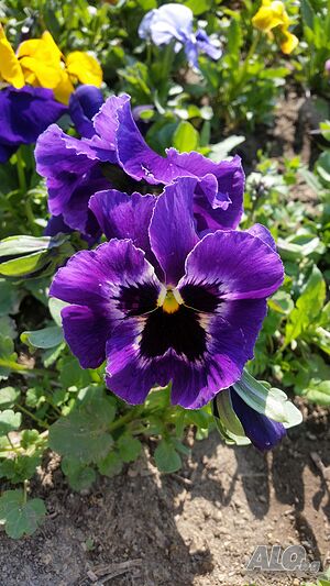 image_8