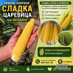 Сладка царевица
