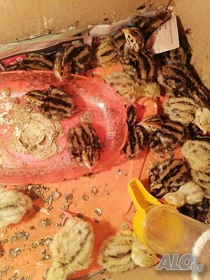 Продавам пъдпъдъци, гр. Свищов