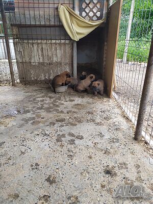 Белгийски овчарки малиноа