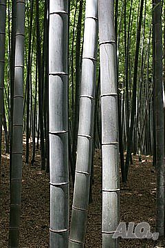 image_11