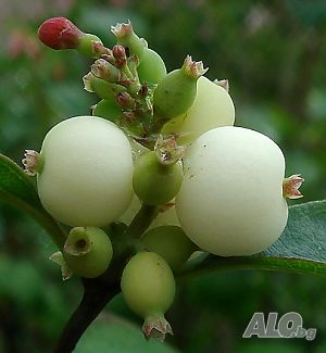 image_12