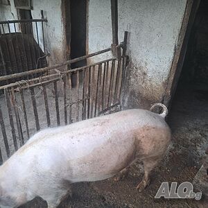 Свободно Женско Прасе За Клане