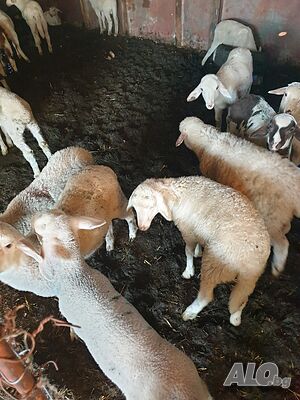 image_2