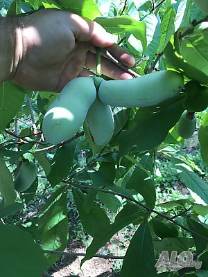 Индиански банан, Асимина трилоба, Asimina triloba, семена и растения