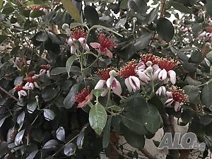 image_4