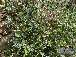 image_11