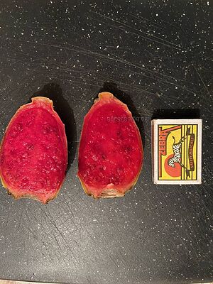 Смокиня индийска, Кактус опунция, Opuntia ficus-indica Etna, екзотични, овощни
