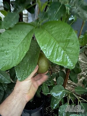Ябълкова гуава, Psidium guajava, растения и семена