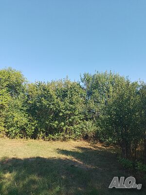 image_3