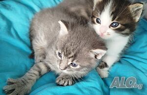 Красиви котета