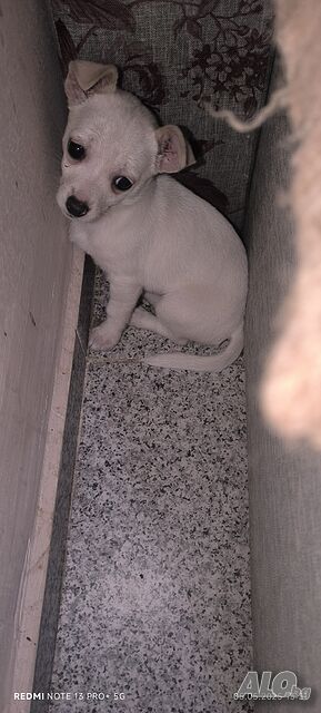 image_3