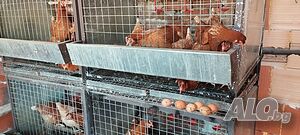 Изработвам клетки за кокошки, зайци, пъдпъдъци и др. Правим автоматизирани системи за вода