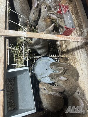 image_5