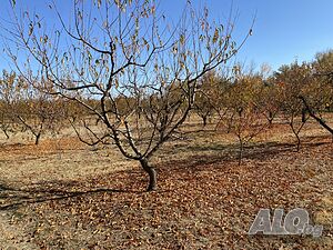 image_10