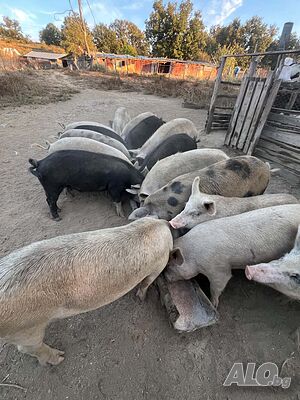 Продавам домашни прасета