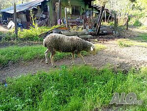 image_3